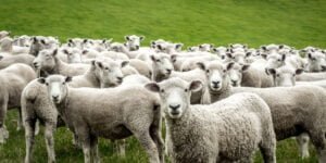 مشاركة المغرب في النسخة 59 المعرض الدولي للفلاحة بباريس