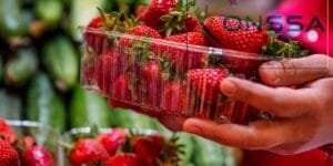 مركز مكناس الزراعي يطلق مبادرة لتحسين سلسلة الخروب باستخدام تقنيات صديقة للبيئة