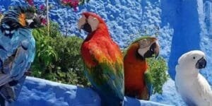 المغرب وموريتانيا يعززان التعاون في مجال الصيد البحري وتربية الأحياء المائية