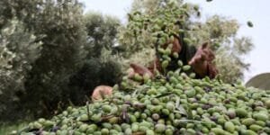 الملك محمد السادس يُخفف معاناة المقدسيين بمبادرات رمضانية عبر بيت مال القدس