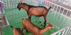 قائد الجيش الموريتاني يدعو لتعزيز الجاهزية العسكرية عند الحدود
